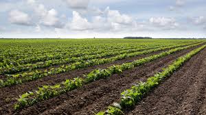 ADP Horticultural Sciences